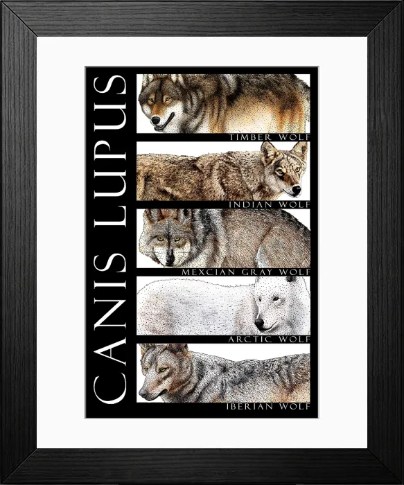 Framed Print : Wolves of the World Framed Print : Wolves of the World