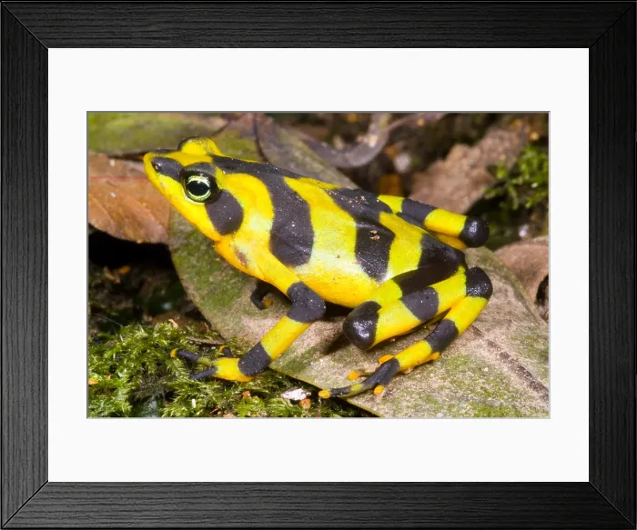Framed Print : Harlequin Toad Framed Print : Harlequin Toad