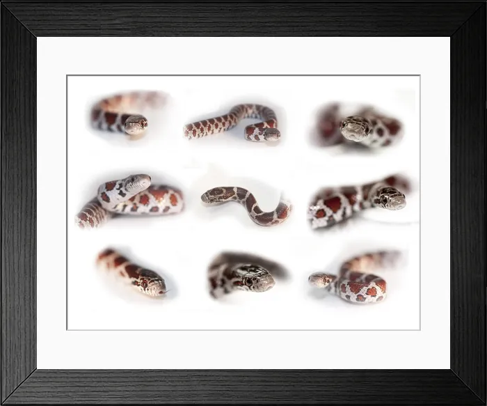 Framed Print : Milk Snake, Lampropeltis triangulum Framed Print : Milk Snake, Lampropeltis triangulum
