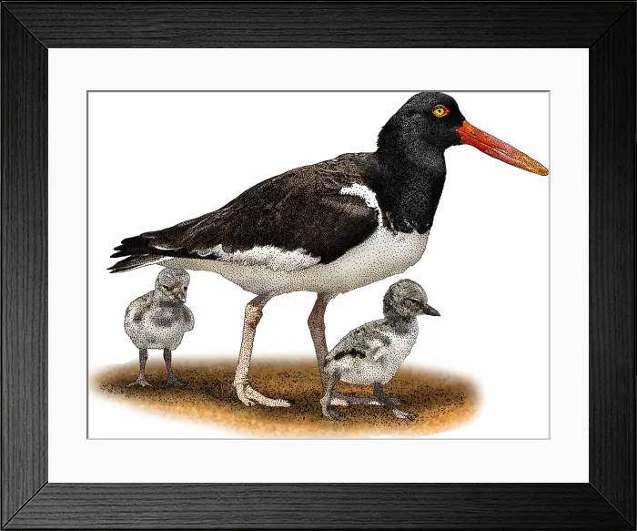 Framed Print : American oystercatcher Framed Print : American oystercatcher
