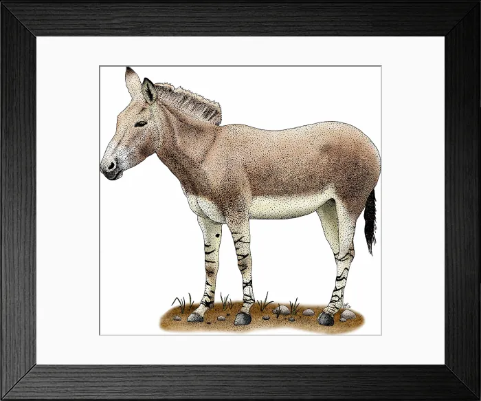 Framed Print : Somali wild donkey Framed Print : Somali wild donkey