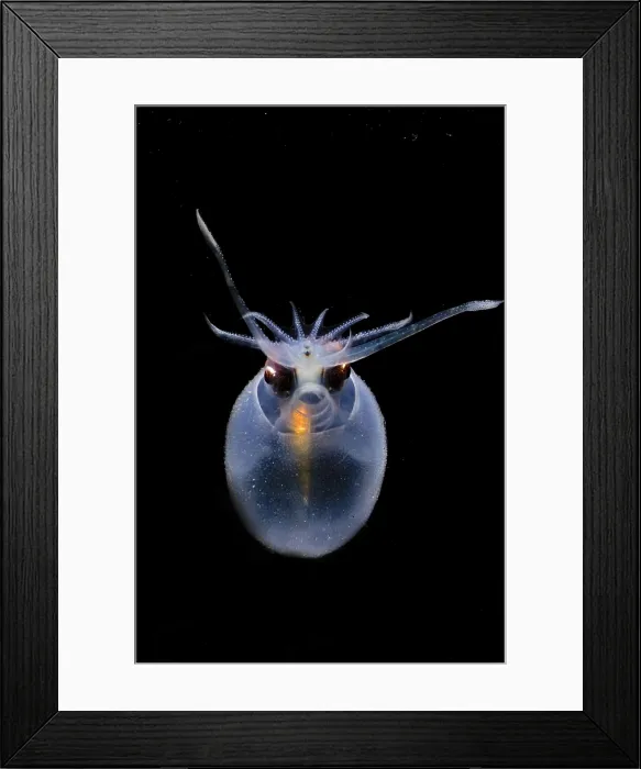Framed Print : Cockatoo Squid Framed Print : Cockatoo Squid
