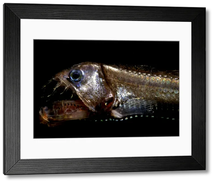 Framed Print : Pacific Viperfish Framed Print : Pacific Viperfish