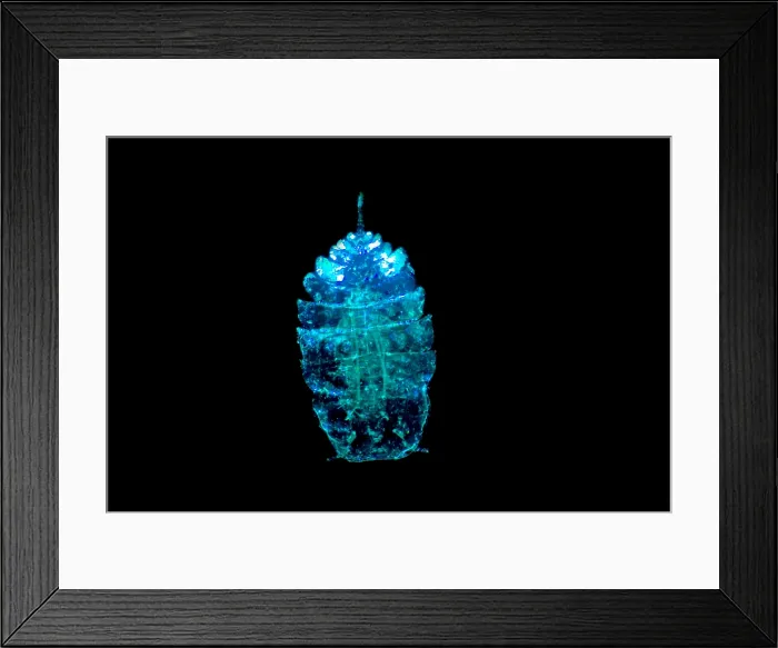 Framed Print : Sea Sapphire, a copepod Framed Print : Sea Sapphire, a copepod