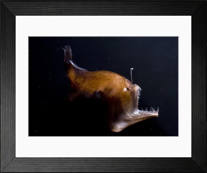 Framed Print : Deep Sea Angler