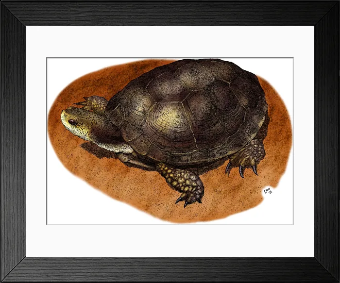 Framed Print : Western Pond Turtle Framed Print : Western Pond Turtle