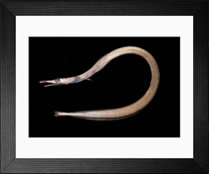 Framed Print : Duckbill Oceanic Eel (Nessorhamphus ingolfianus) Framed Print : Duckbill Oceanic Eel (Nessorhamphus ingolfianus)