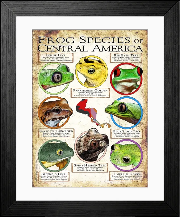 Framed Print : Frogs Species of Central America Framed Print : Frogs Species of Central America