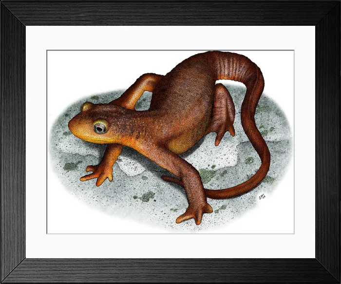 Framed Print : California Newt Framed Print : California Newt