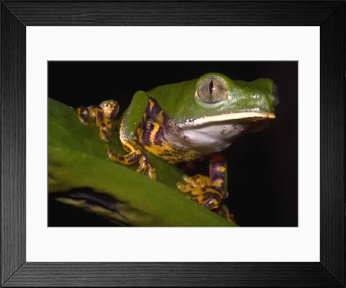 Framed Print : Tiger Stripe Monkey Frog Framed Print : Tiger Stripe Monkey Frog
