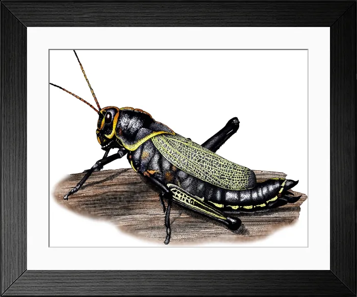 Framed Print : Horse Lubber Grasshopper Framed Print : Horse Lubber Grasshopper