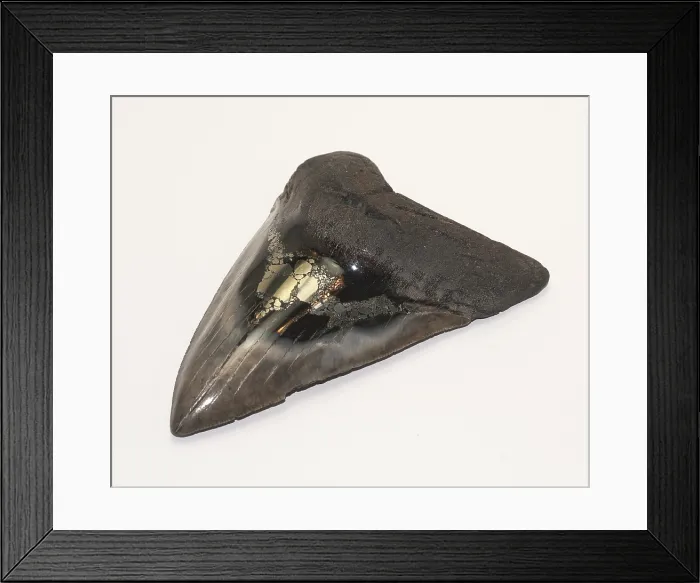 Framed Print : Fossilized Shark Tooth Framed Print : Fossilized Shark Tooth