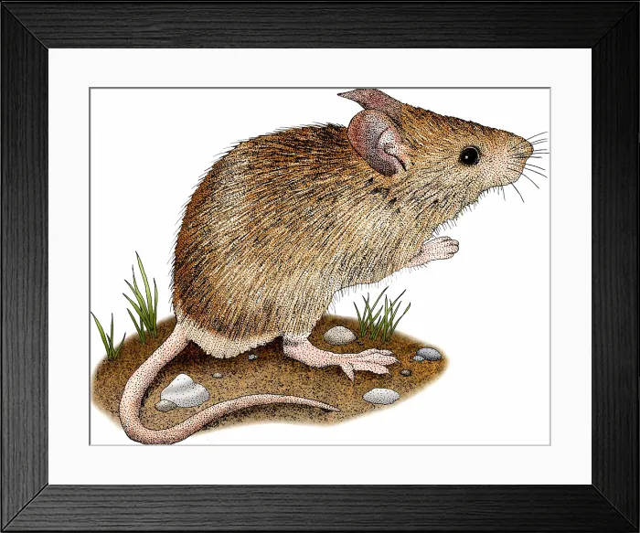 Framed Print : House Mouse Framed Print : House Mouse