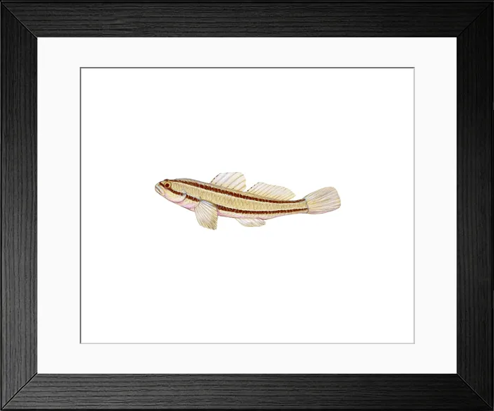 Framed Print : Chameleon Goby (Tridentiger trigonocephalus) Framed Print : Chameleon Goby (Tridentiger trigonocephalus)