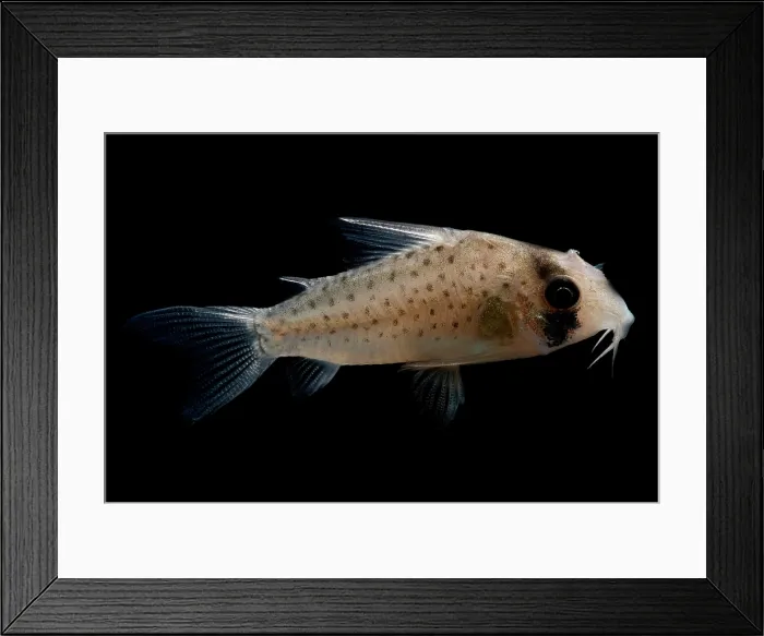 Framed Print : Fairy Corydoras Framed Print : Fairy Corydoras