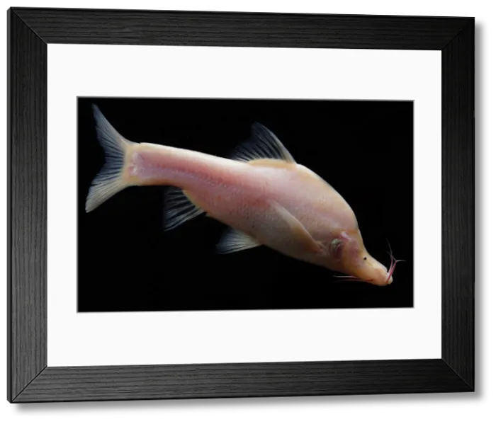 Framed Print : Small Eye Golden Line Barbel Framed Print : Small Eye Golden Line Barbel