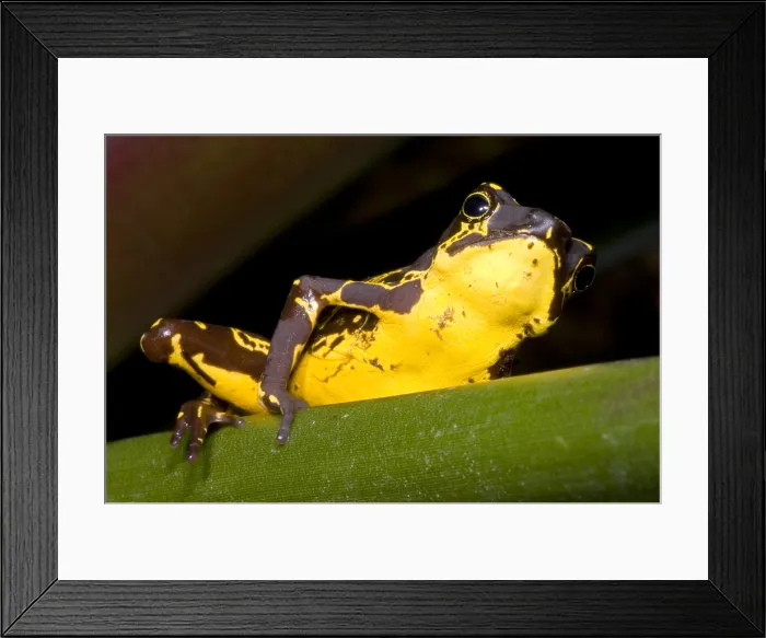 Framed Print : Harlequin Frog