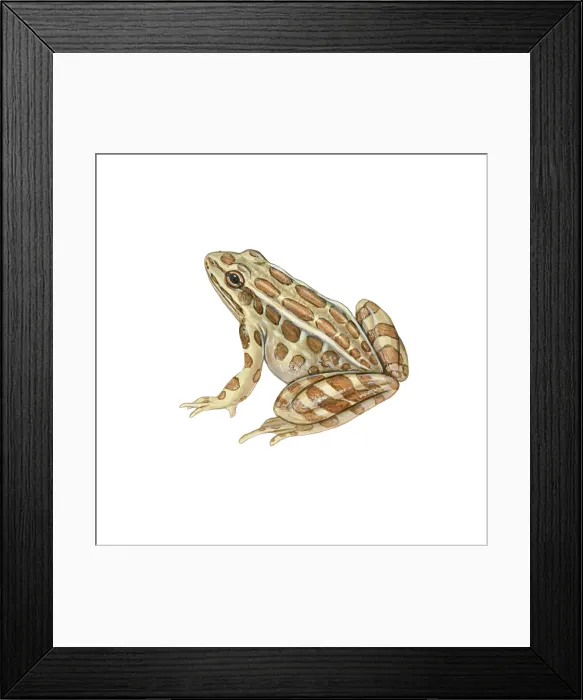 Framed Print : Pickerel Frog