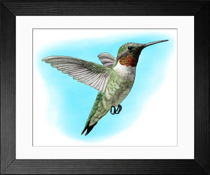 Framed Print : Ruby-Throated Hummingbird