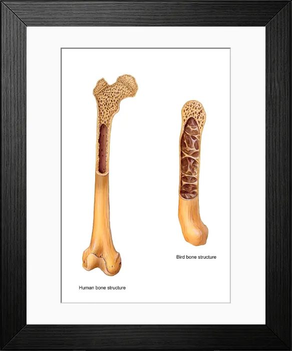 Framed Print : Bird and Human Bone Structure Framed Print : Bird and Human Bone Structure