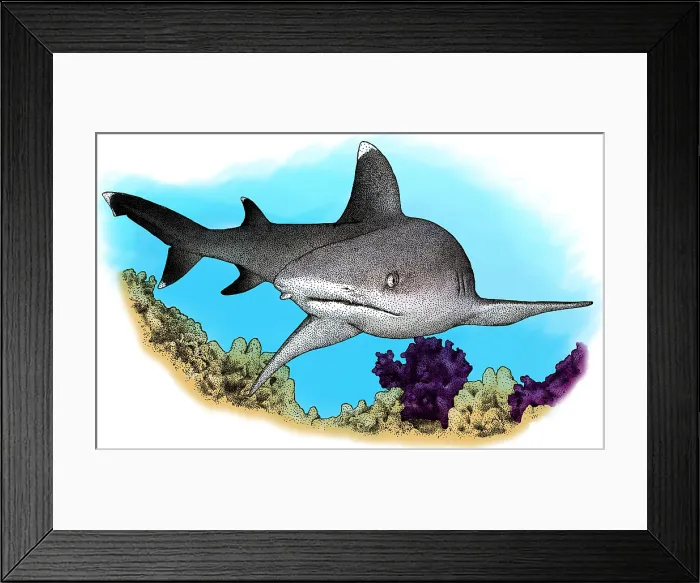 Framed Print : Whitetip Reef Shark, Illustration Framed Print : Whitetip Reef Shark, Illustration