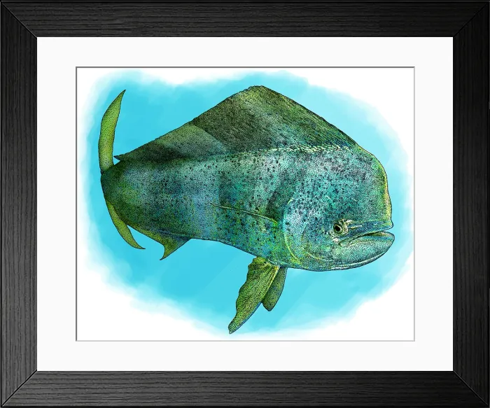 Framed Print : Common Dolphinfish Framed Print : Common Dolphinfish