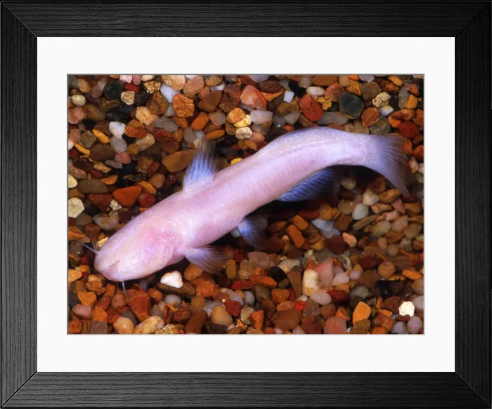 Framed Print : Mexican Blindcat Framed Print : Mexican Blindcat