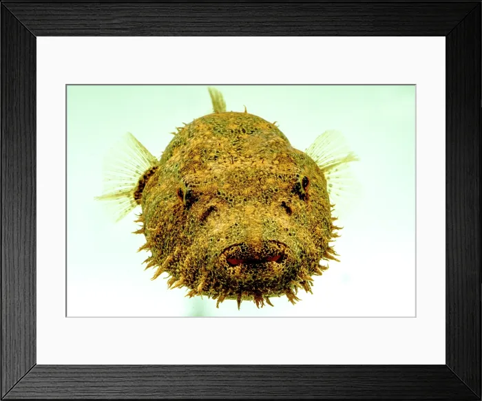 Framed Print : Hairy Pufferfish (Tetraodon baileyi) Framed Print : Hairy Pufferfish (Tetraodon baileyi)