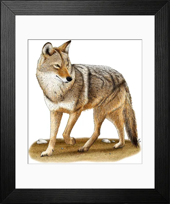 Framed Print : Coyote. Illustration of a coyote (Canis latrans) Framed Print : Coyote. Illustration of a coyote (Canis latrans)