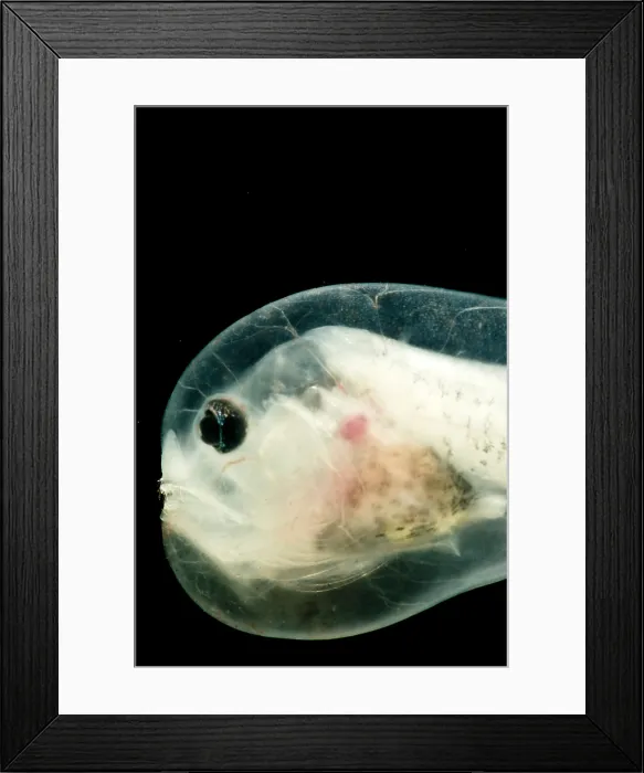 Framed Print : Larval anglerfish, Linophrynidae Framed Print : Larval anglerfish, Linophrynidae