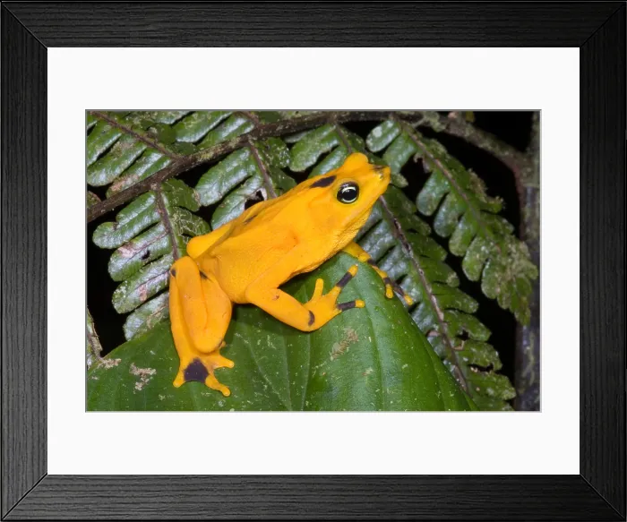 Framed Print : Harlequin Toad Framed Print : Harlequin Toad