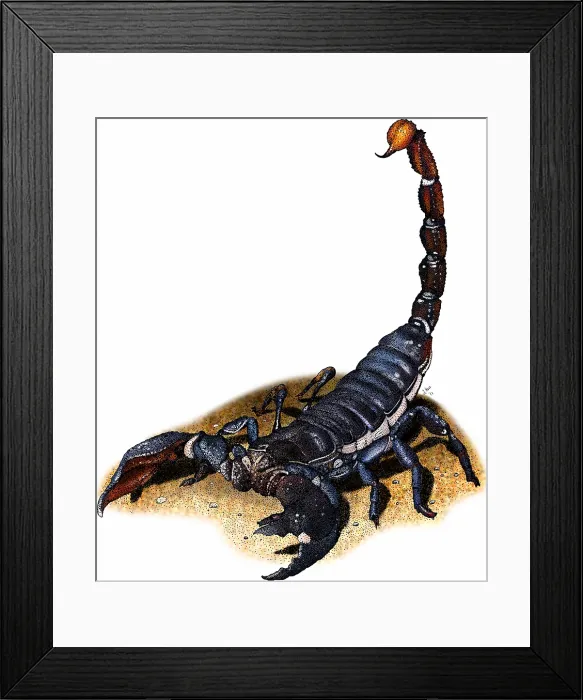 Framed Print : Emperor scorpion