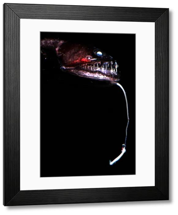 Framed Print : Pacific Blackdragon Framed Print : Pacific Blackdragon