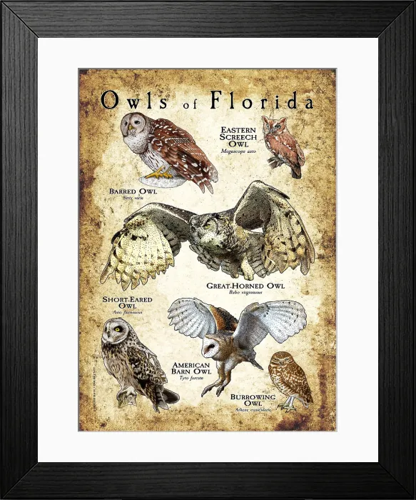 Framed Print : Owls of Florida Framed Print : Owls of Florida
