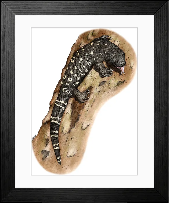 Framed Print : Mexican Beaded Lizard Framed Print : Mexican Beaded Lizard