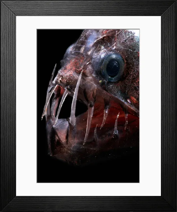 Framed Print : Pacific Viperfish