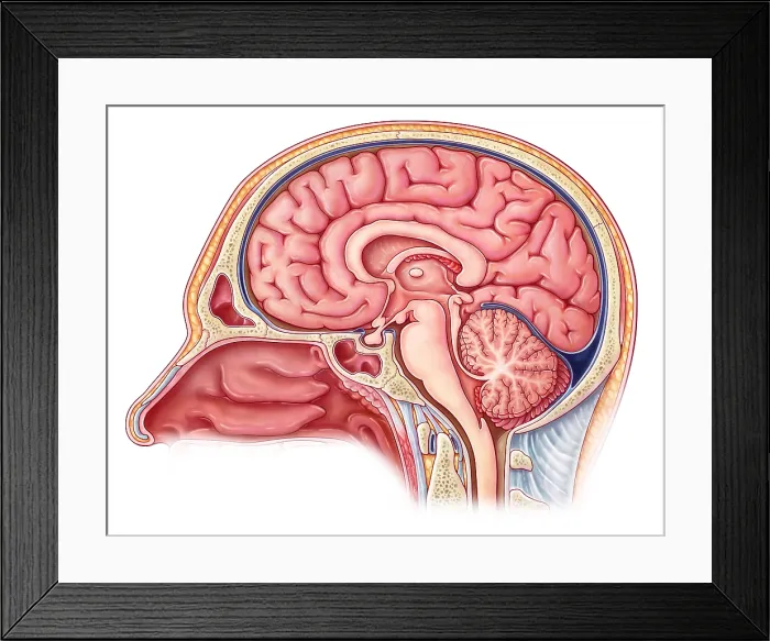 Framed Print : Midsagittal Brain, Illustration Framed Print : Midsagittal Brain, Illustration