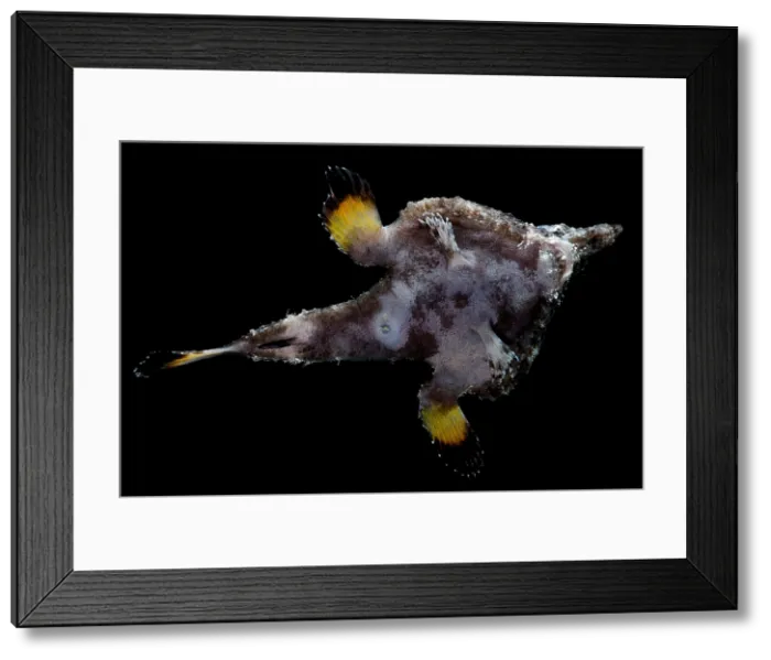 Framed Print : Roughback Batfish Framed Print : Roughback Batfish