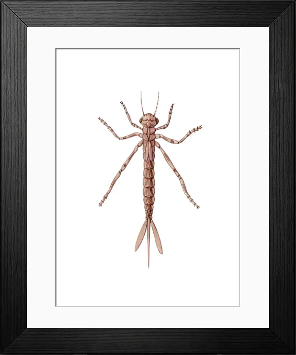 Framed Print : Damselfly Nymph Framed Print : Damselfly Nymph