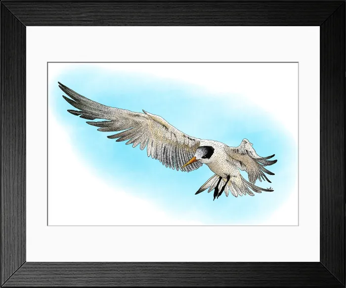 Framed Print : Elegant Tern