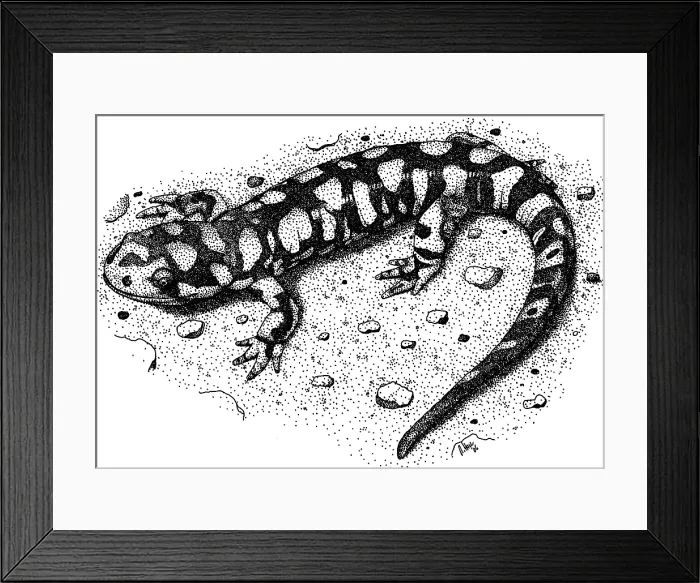 Framed Print : Eastern Tiger Salamander Framed Print : Eastern Tiger Salamander