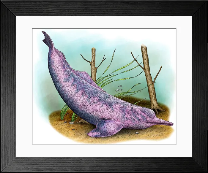 Framed Print : Amazon River Dolphin Framed Print : Amazon River Dolphin