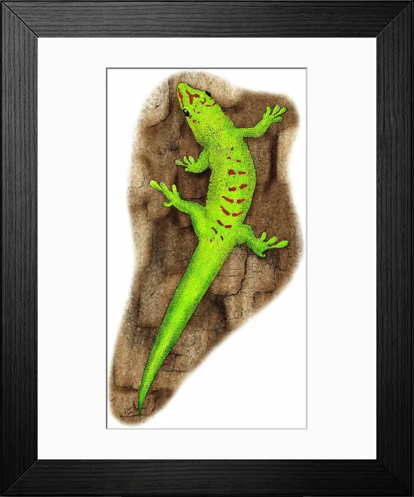 Framed Print : Giant Day Gecko Framed Print : Giant Day Gecko