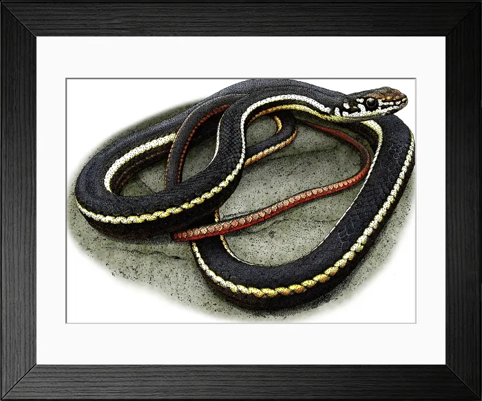 Framed Print : California Whipsnake, Illustration Framed Print : California Whipsnake, Illustration