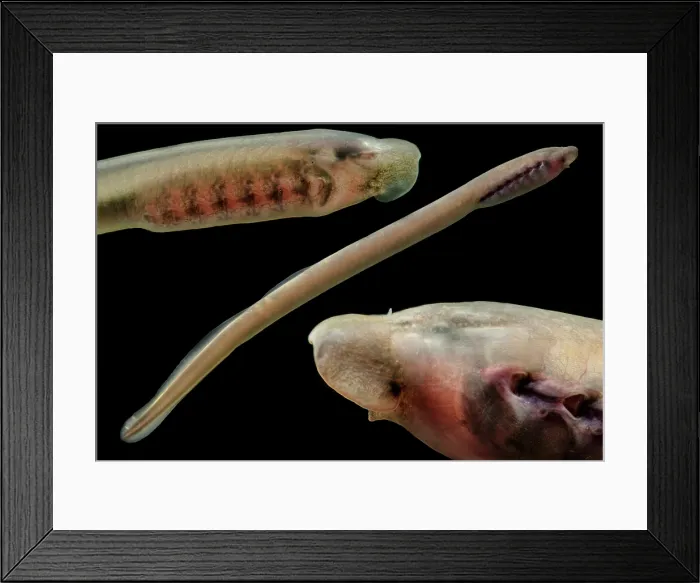 Framed Print : Least Brook Lamprey (Lampetra aepyptera) Framed Print : Least Brook Lamprey (Lampetra aepyptera)