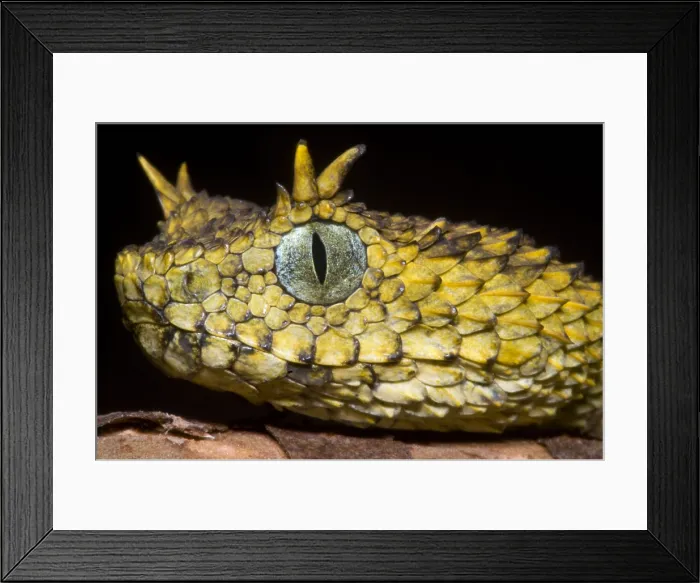 Framed Print : Usambara Eyelash Bush Viper Framed Print : Usambara Eyelash Bush Viper