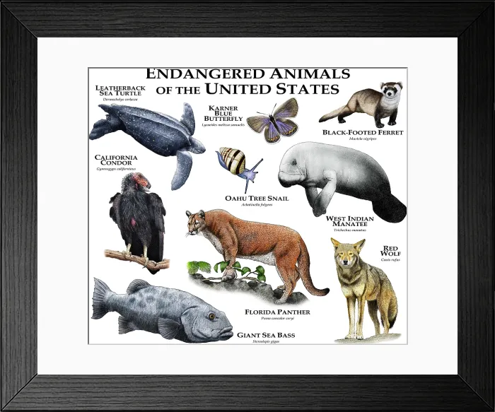 Framed Print : Endangered Animals of the United States Framed Print : Endangered Animals of the United States