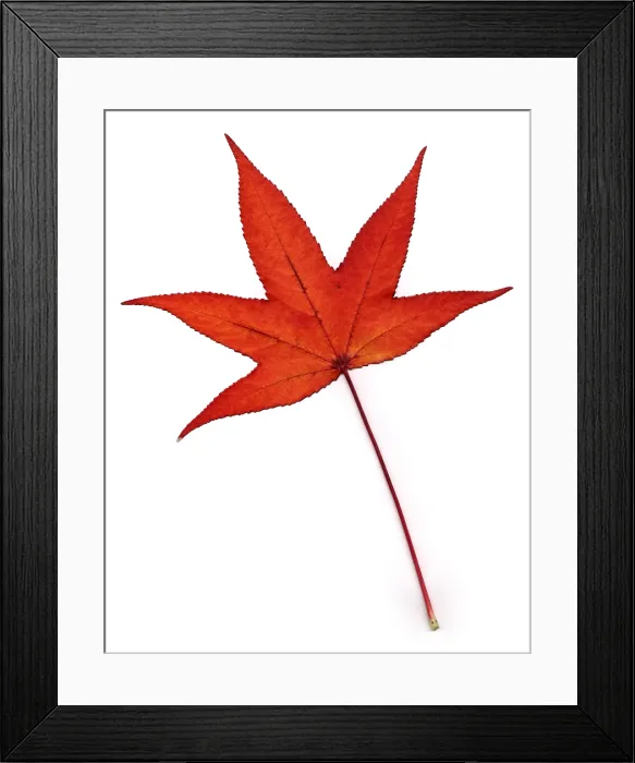 Framed Print : Sweetgum Leaf Framed Print : Sweetgum Leaf