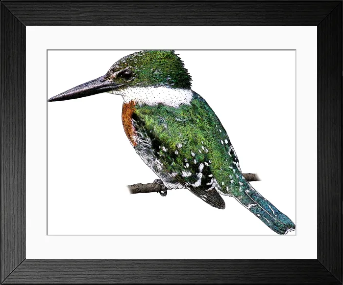 Framed Print : Green Kingfisher, Illustration