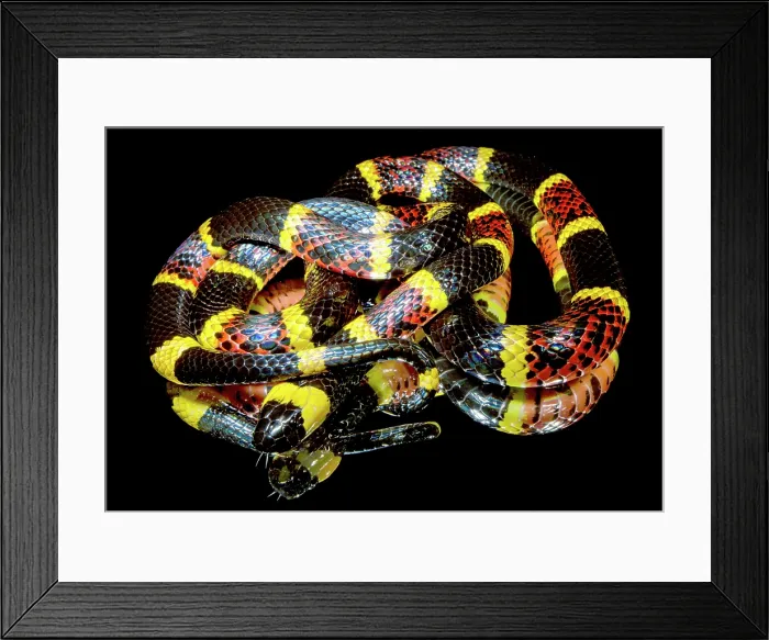 Framed Print : Texas Coral Snake (Micrurus tener) Framed Print : Texas Coral Snake (Micrurus tener)